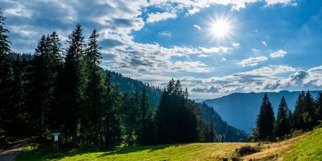 Bäume, Berge und Wiesen im Hochschwarzwald