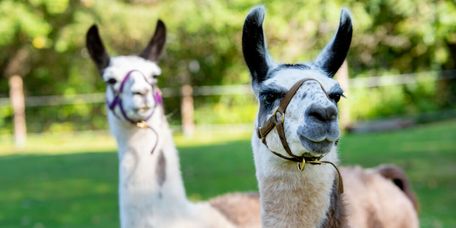 Zwei Lamas auf einer grünen Wiese